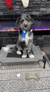 F1 Mini Bernedoodle of Dina & Riggs